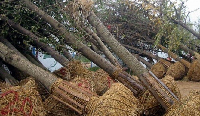 關於樹木帶土球挖掘標準